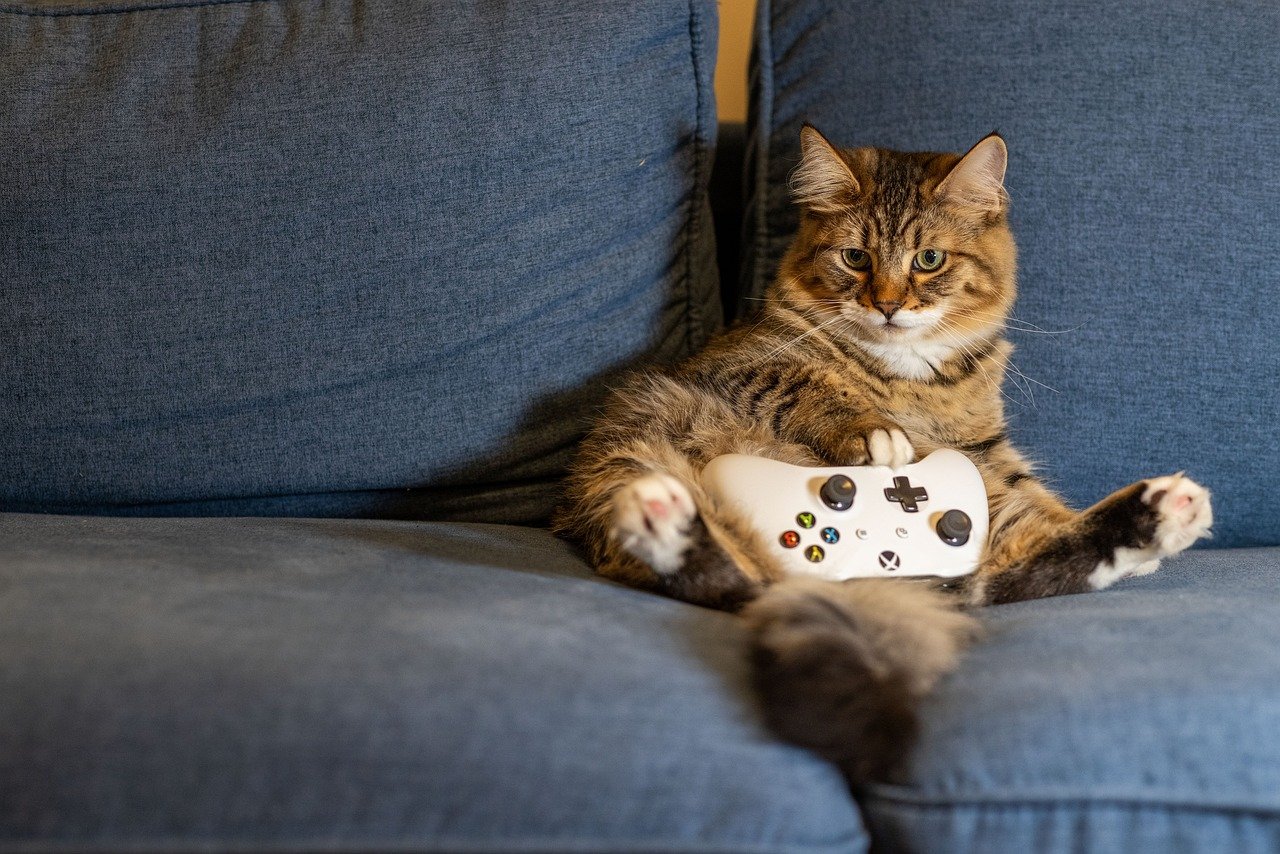 Katze sitzt mit einem Gamecontroller auf dem Sofa